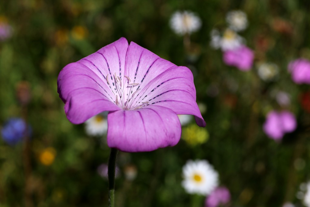 akkerranden akkerrand bloem bloemen flora hdr polder gewas landbouw biodiversiteit landschap cannabis wiet marihuana hasj hennep